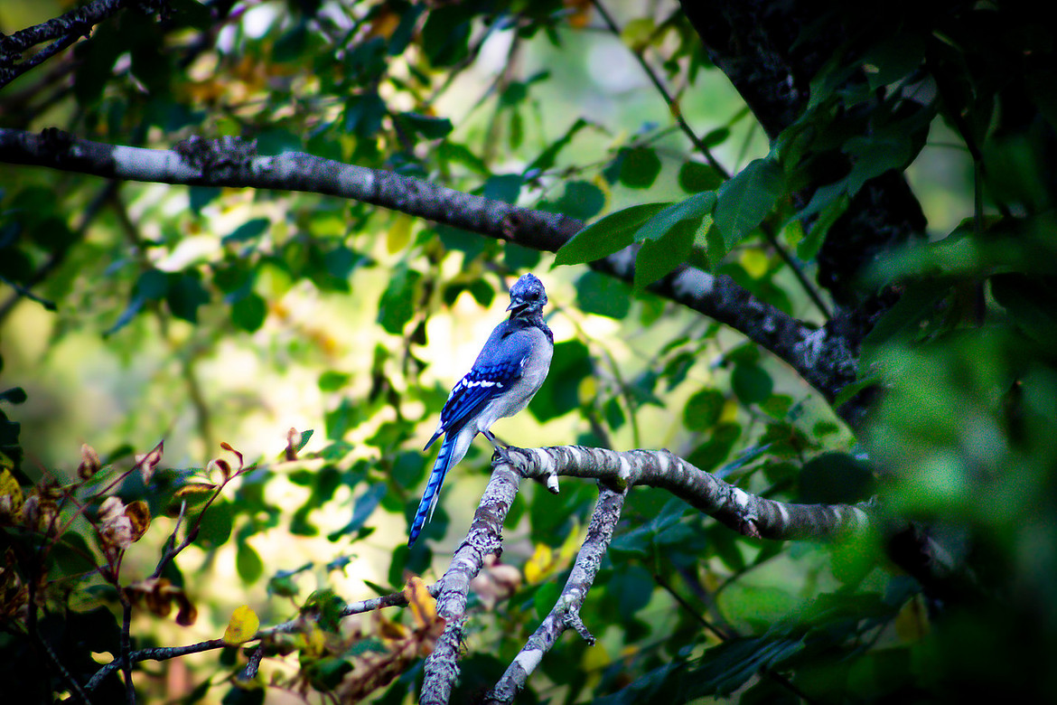 Blue Jay - Mactaquac Provincial Park, NB