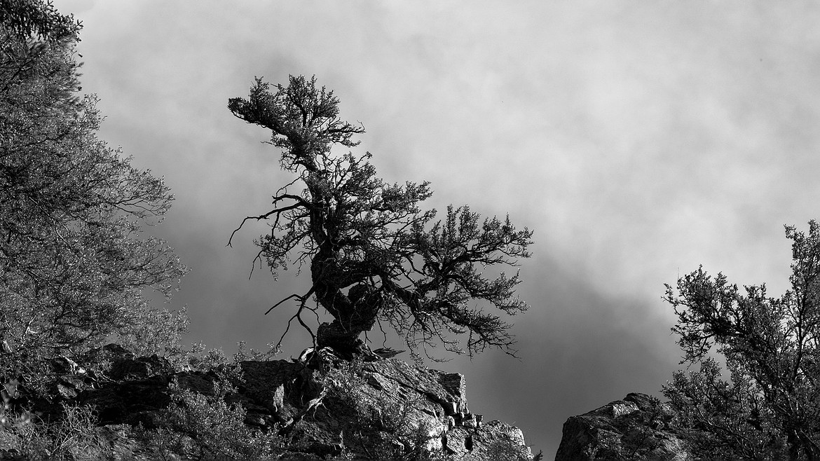 lone tree