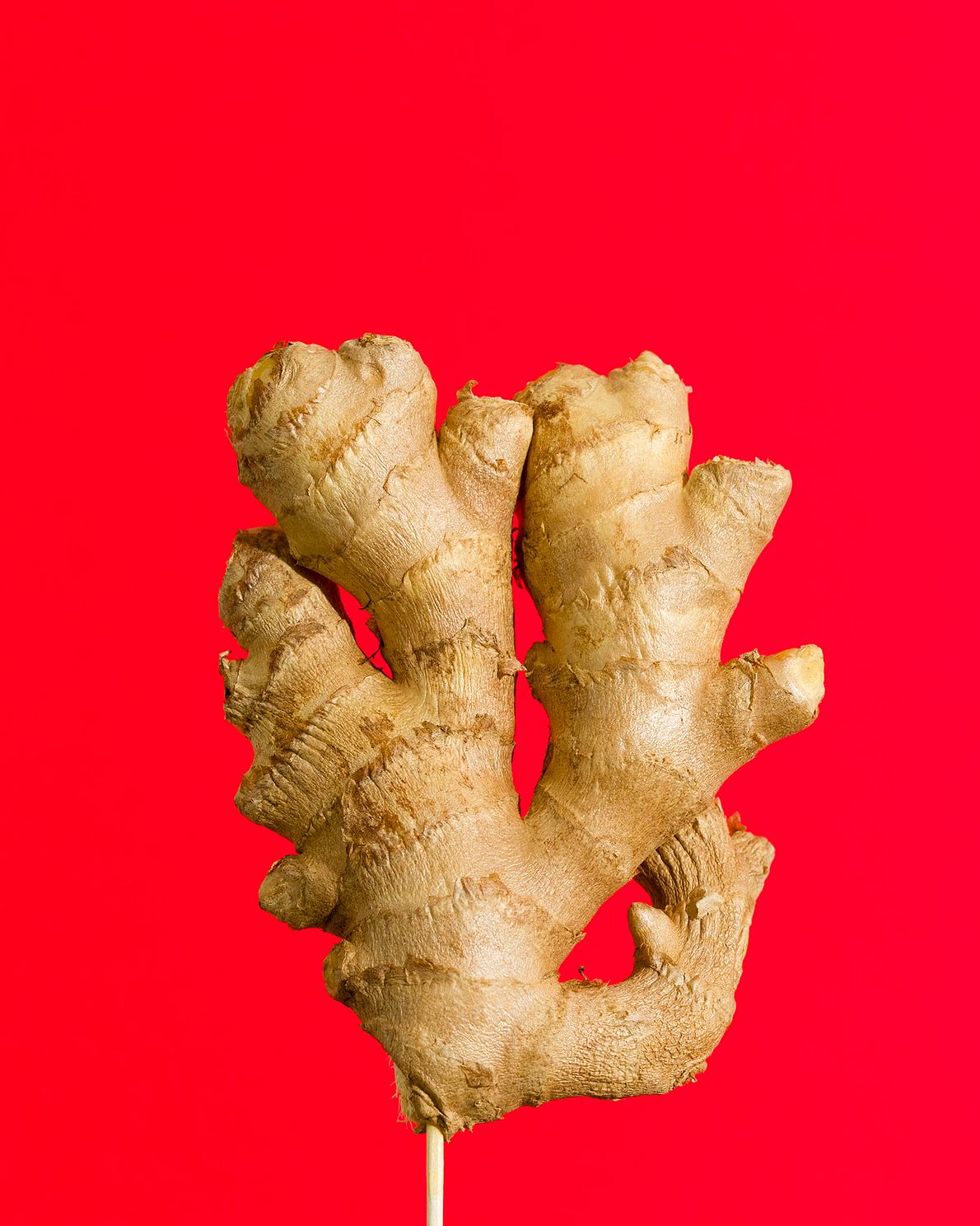 Ginger root on a red background