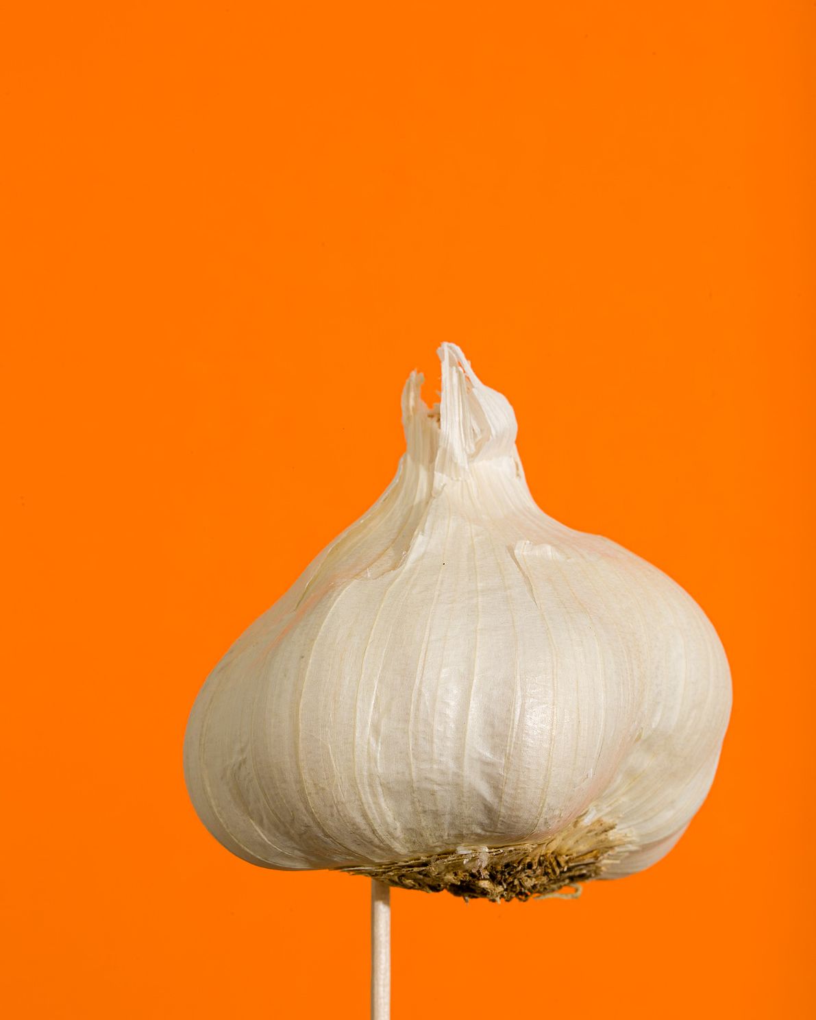 A head of garlic cloves on an orange background