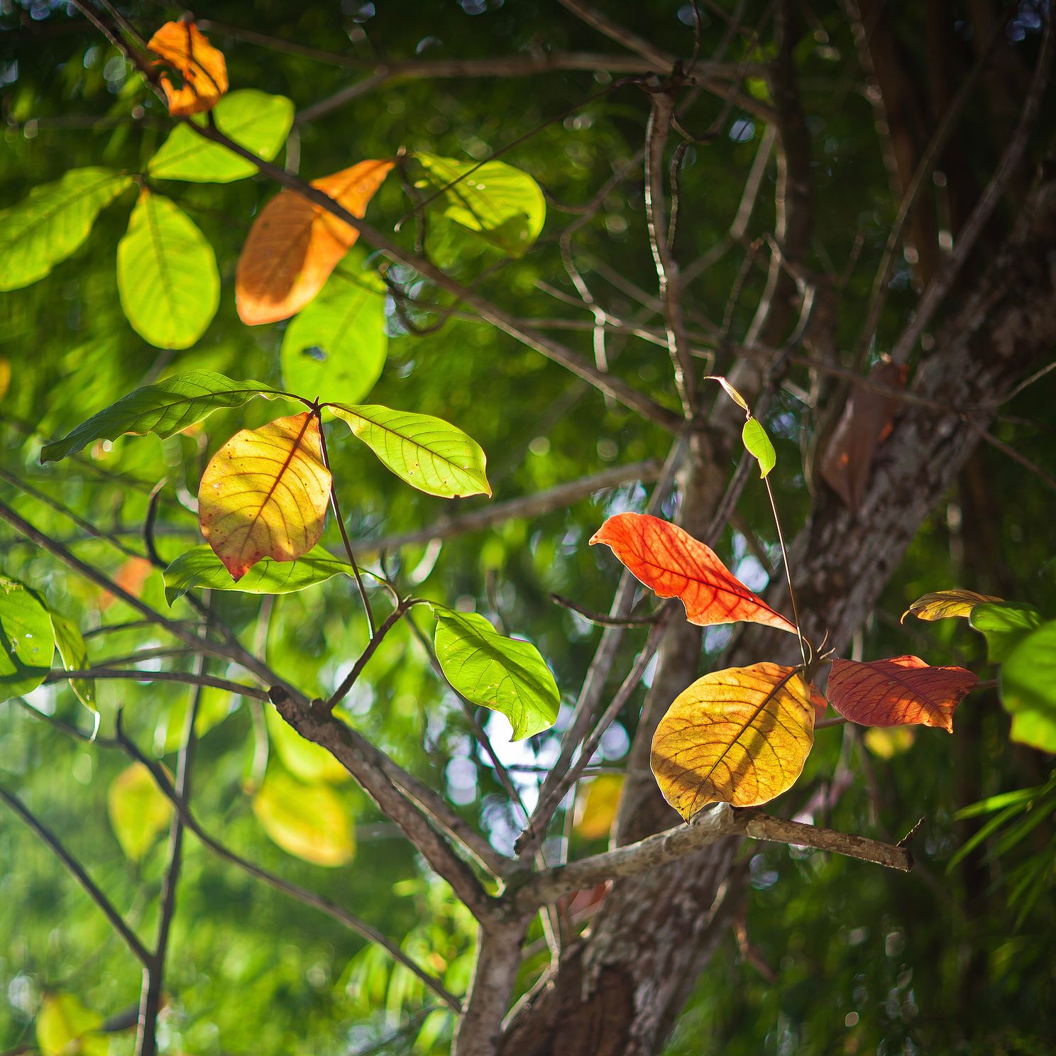 "Dancing Leaves No. 3"