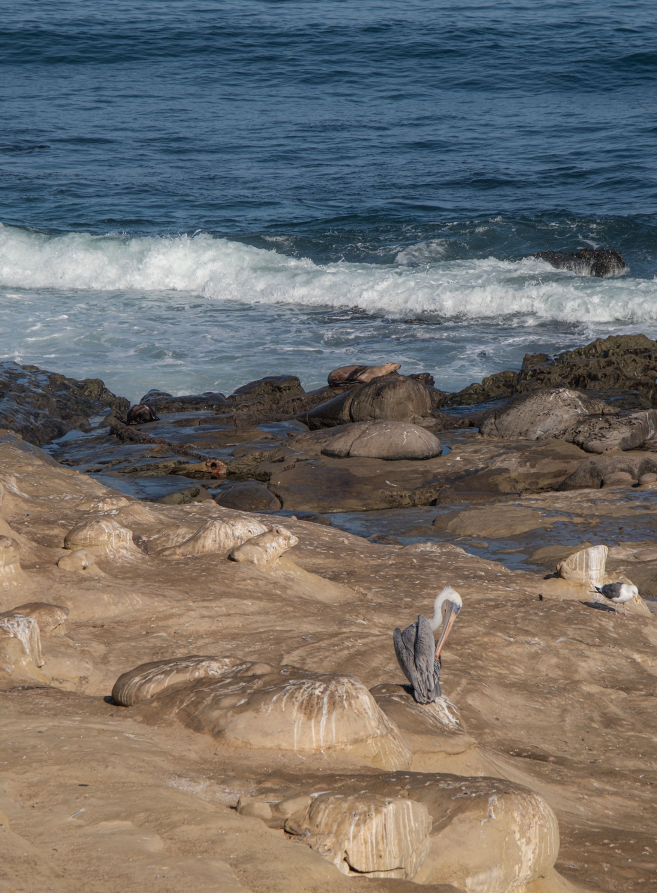Pelican Morning, La Jolla, San Diego, California, So Cal, landscape art photo, Tim Truby,
