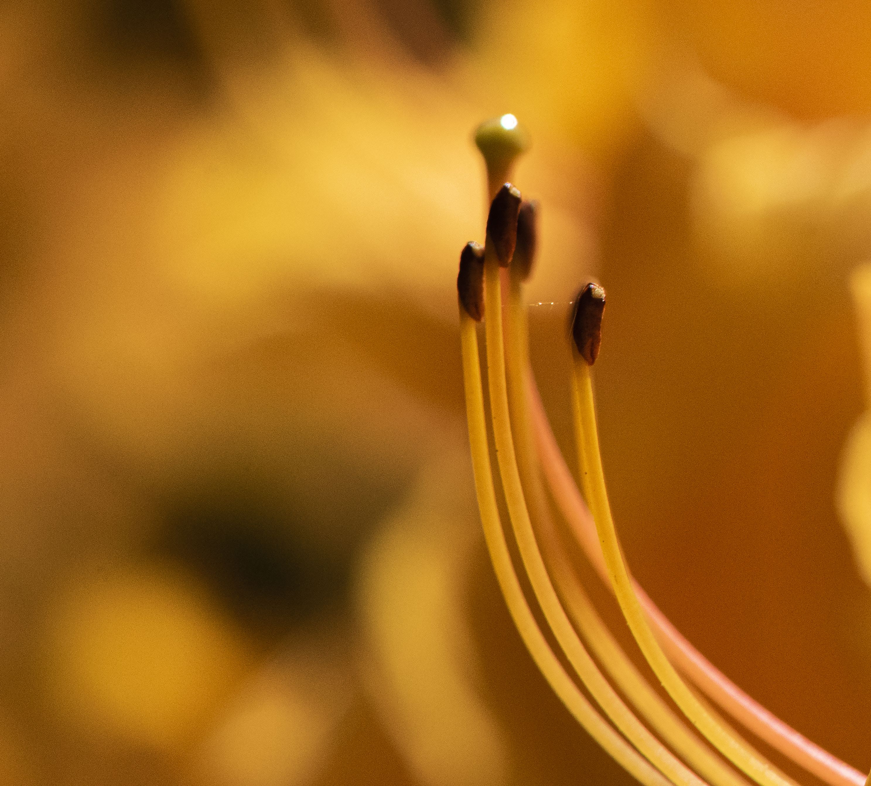 Gold flower pistils jpg