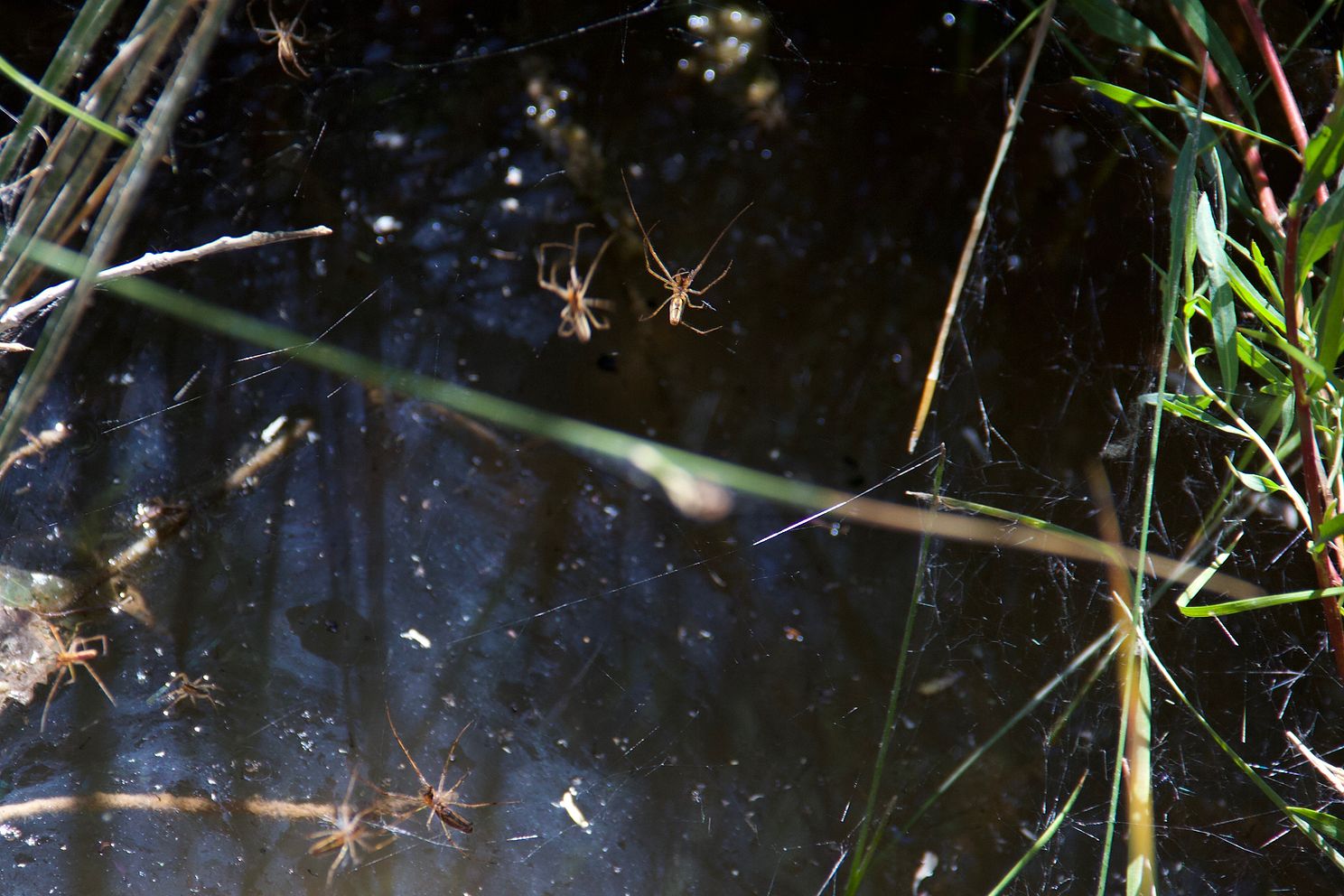 Guarding the Spring.jpg