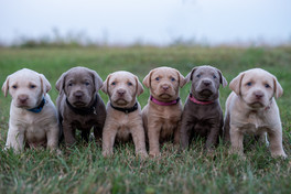 GPuppiesjpg