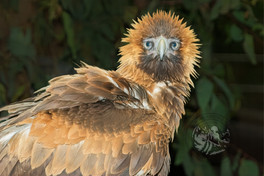 BirdsWorldjpg