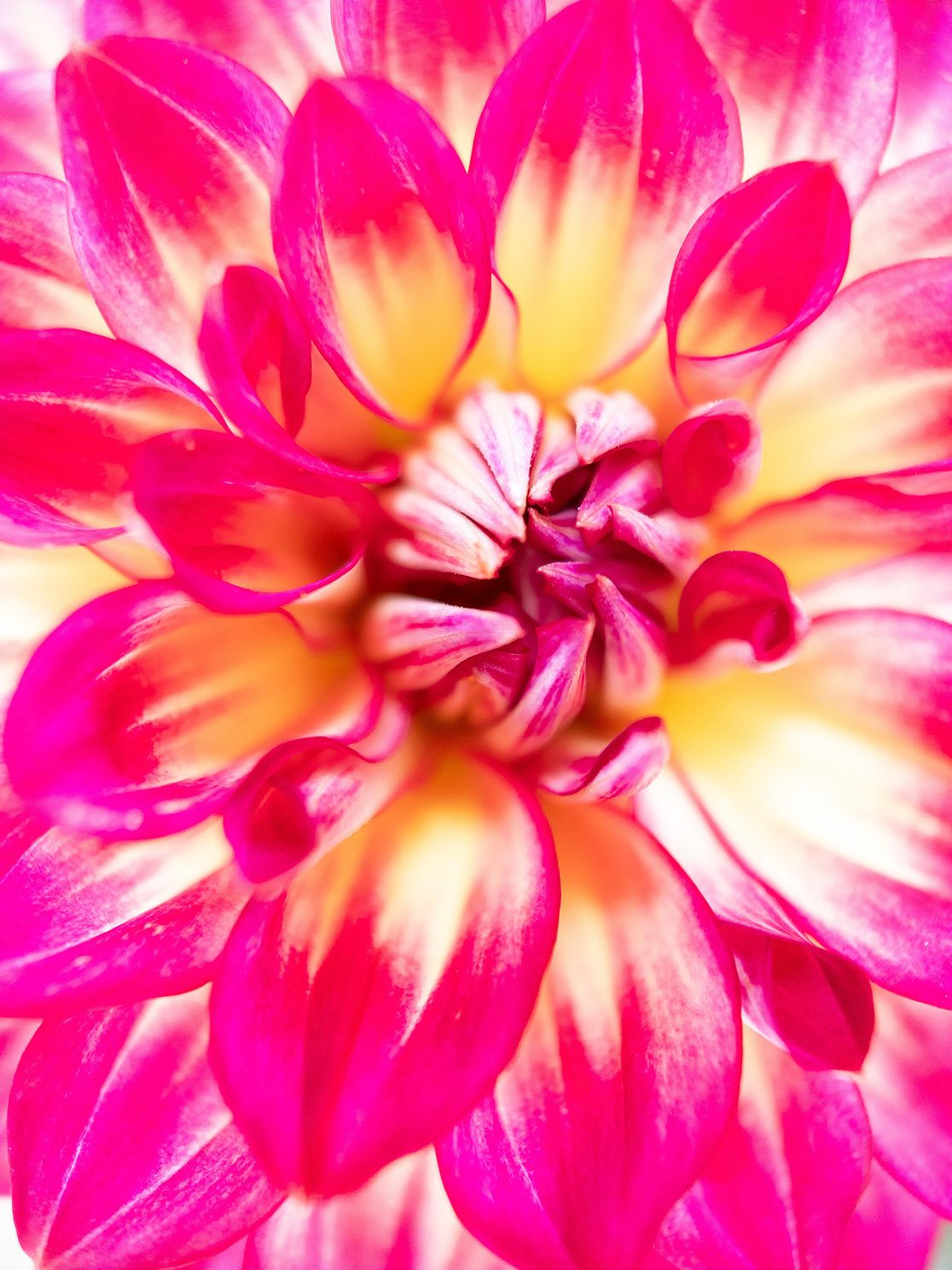 "Dahlia No.1"