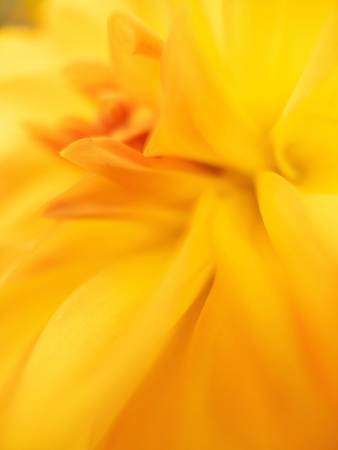 "Yellow Dance No. 2"