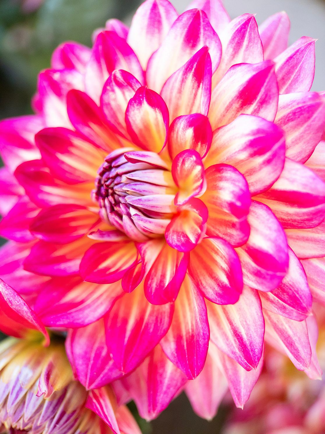 "Dahlia No.3"