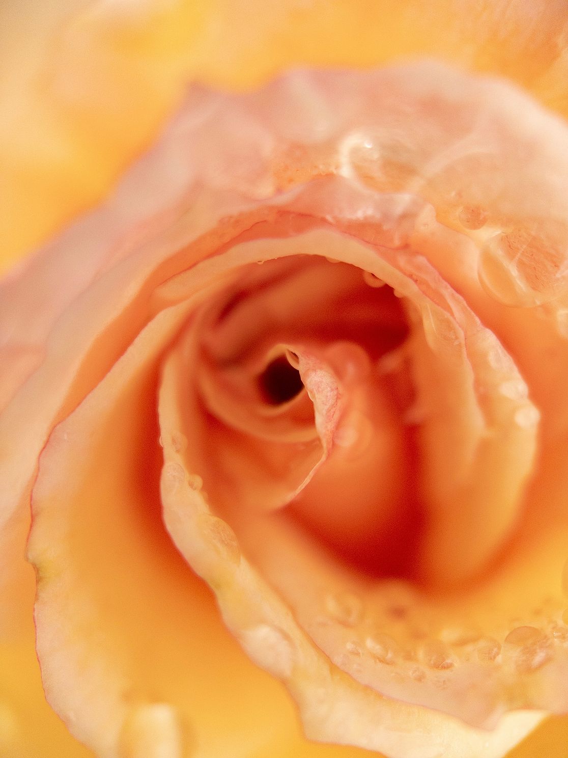 "Yellow Rose"
