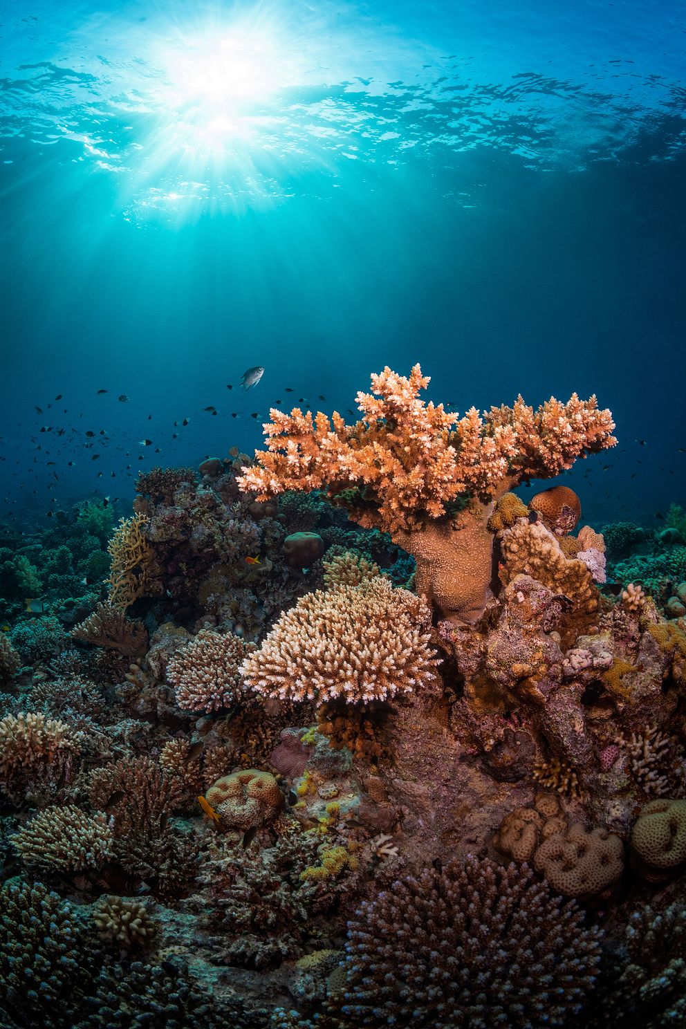 hard corals on the ocean floor with the sun in the background