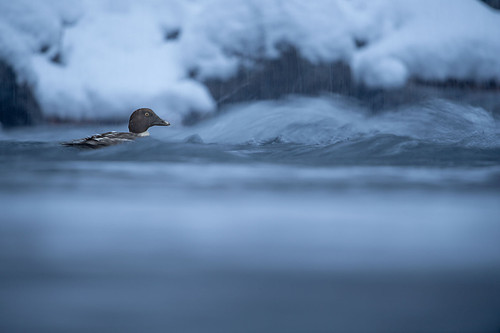 goldeneye icy swim.jpg