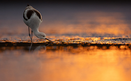 avocet with sparkle.jpg