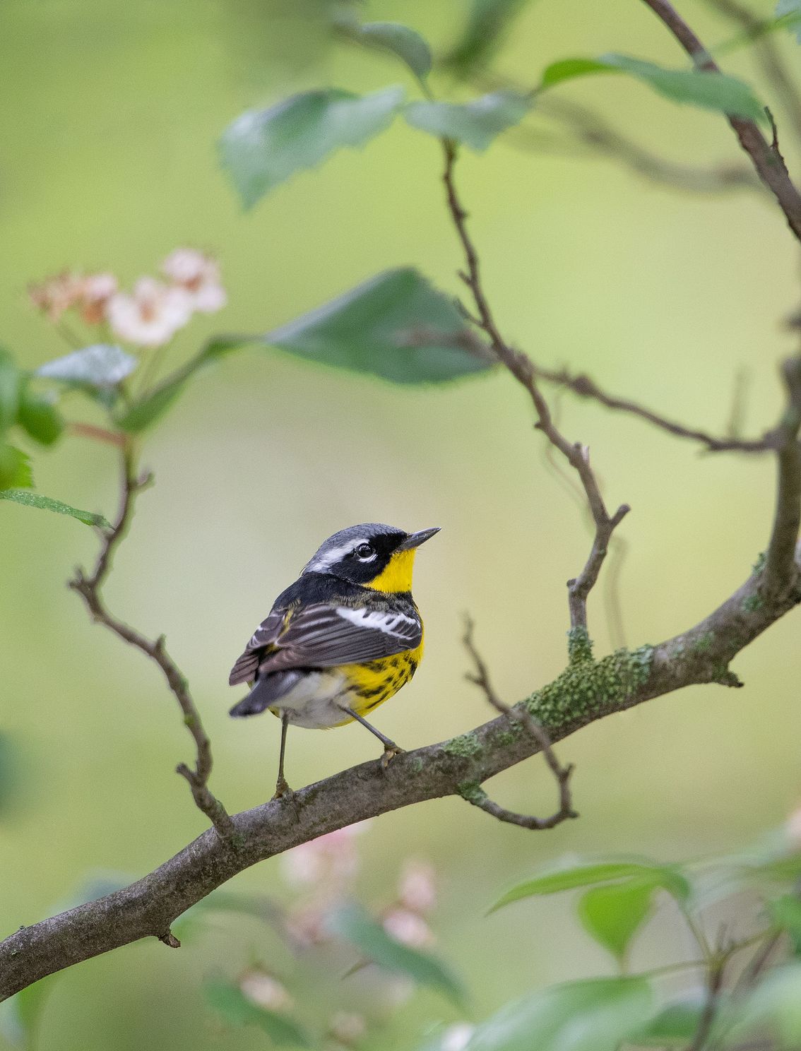 Magnolia Warbler flowering plant