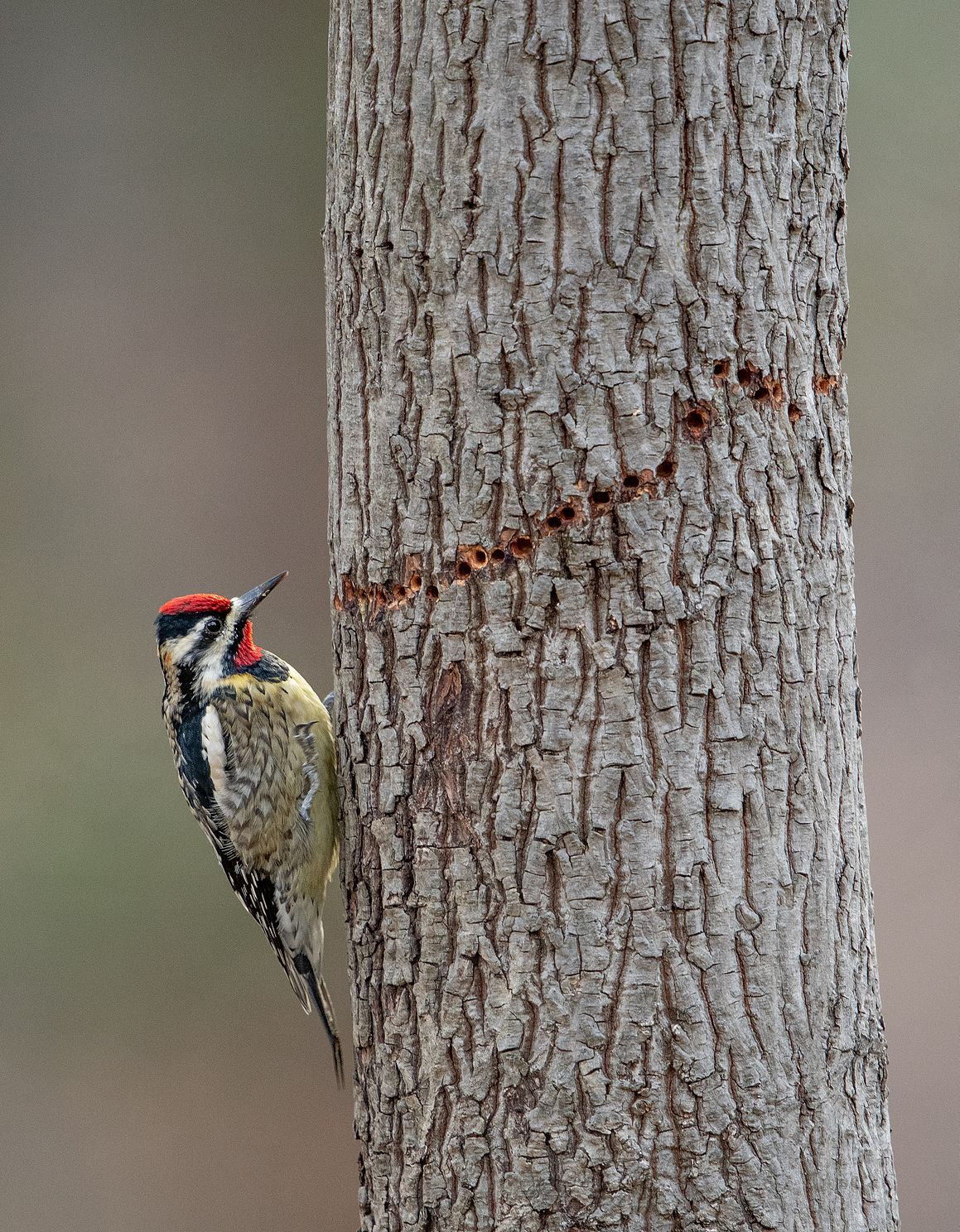 I dont like this crop I do like that the tree doesnt intersect the birds head like other images i ha