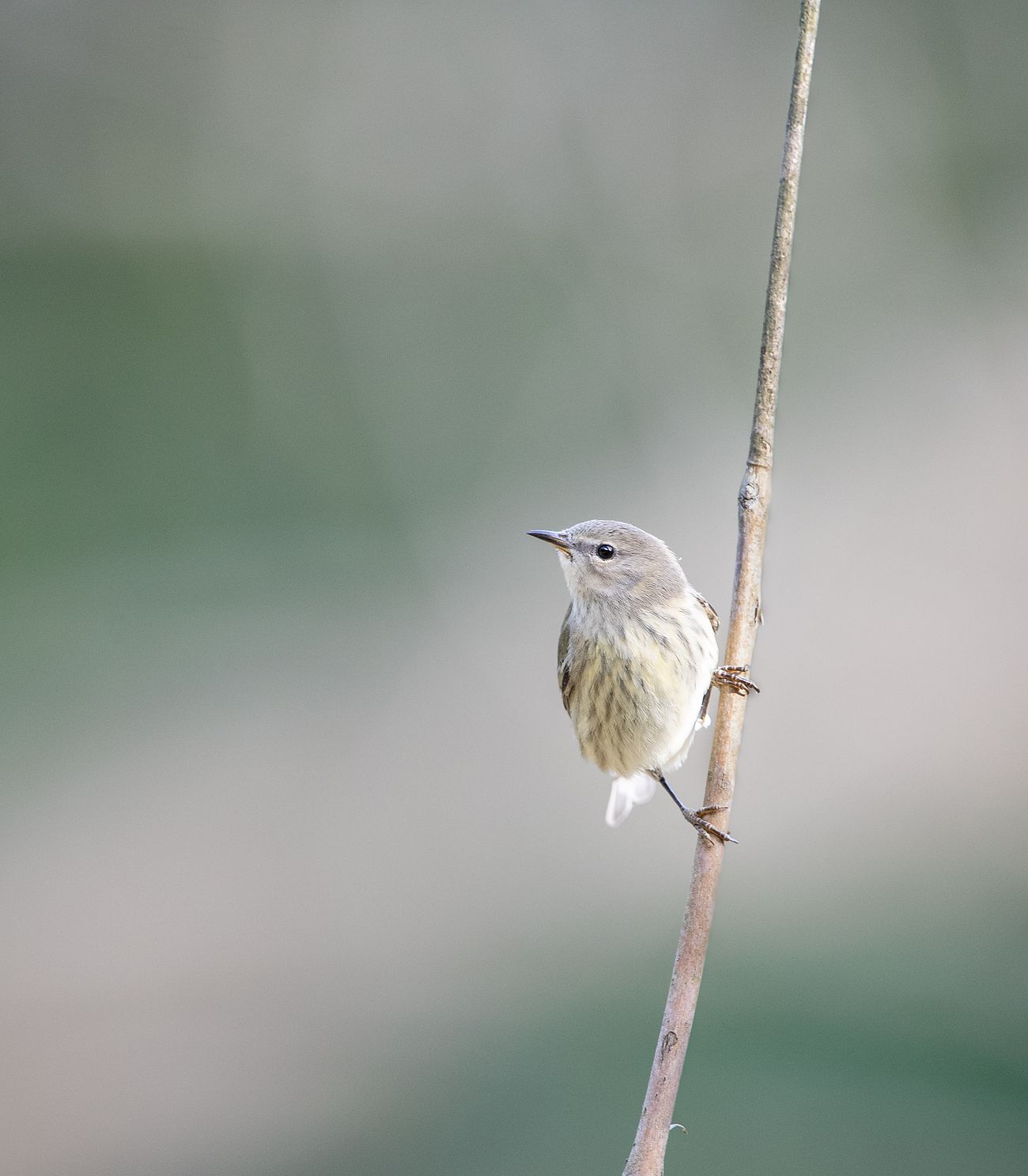 immature Cape May warbler