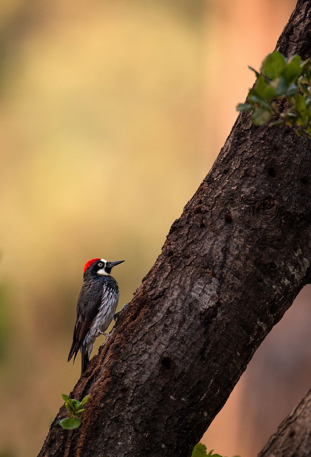 acorn woodpecker