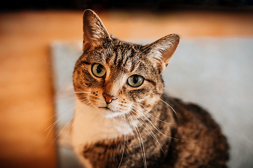 Charlie & Cailean's Cat.jpg
