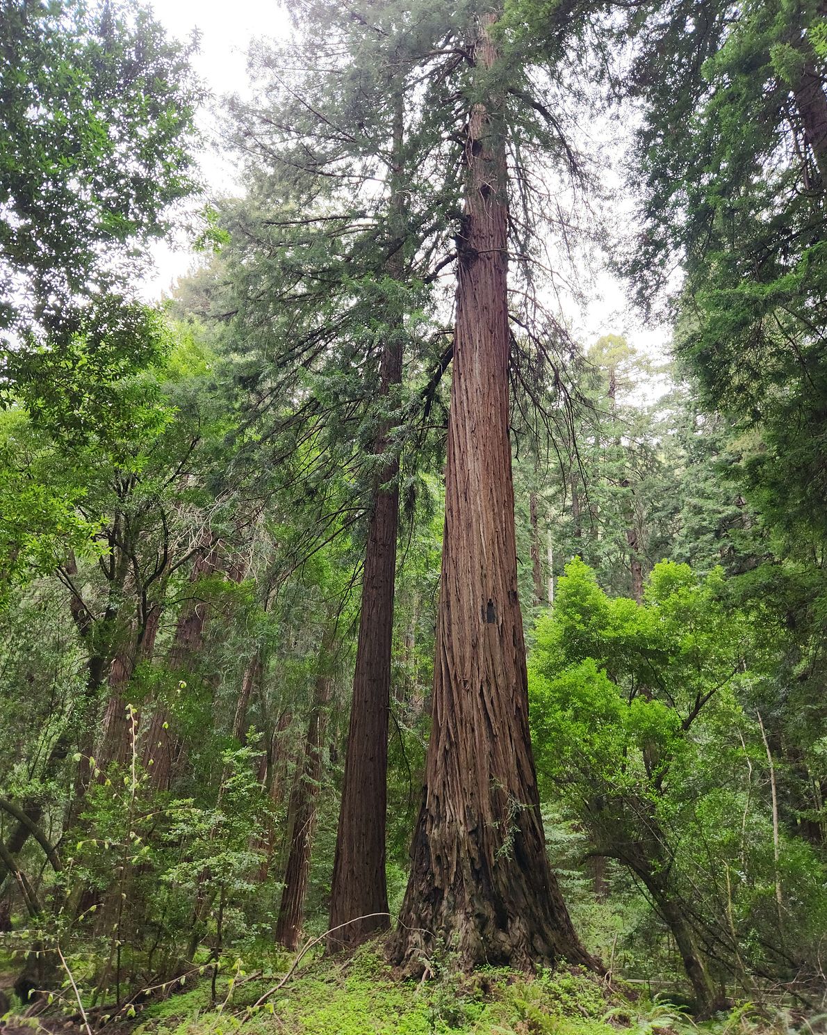 Redwood forest