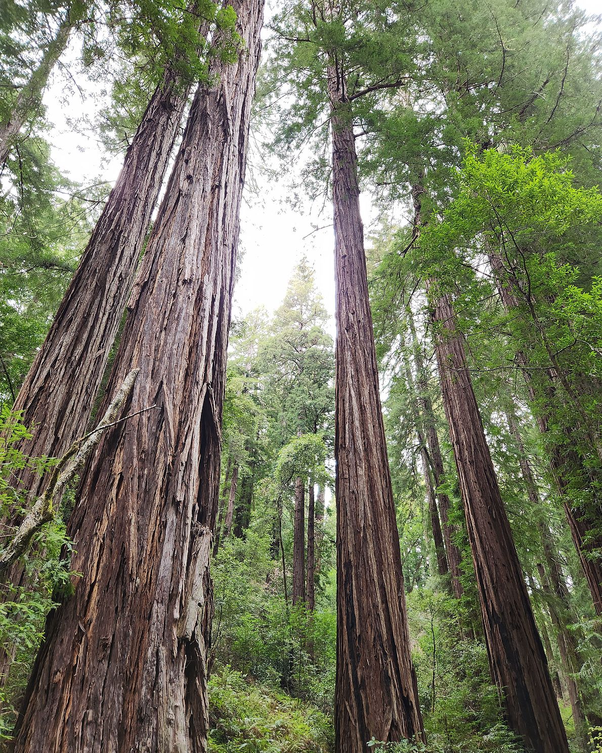 Redwood forest