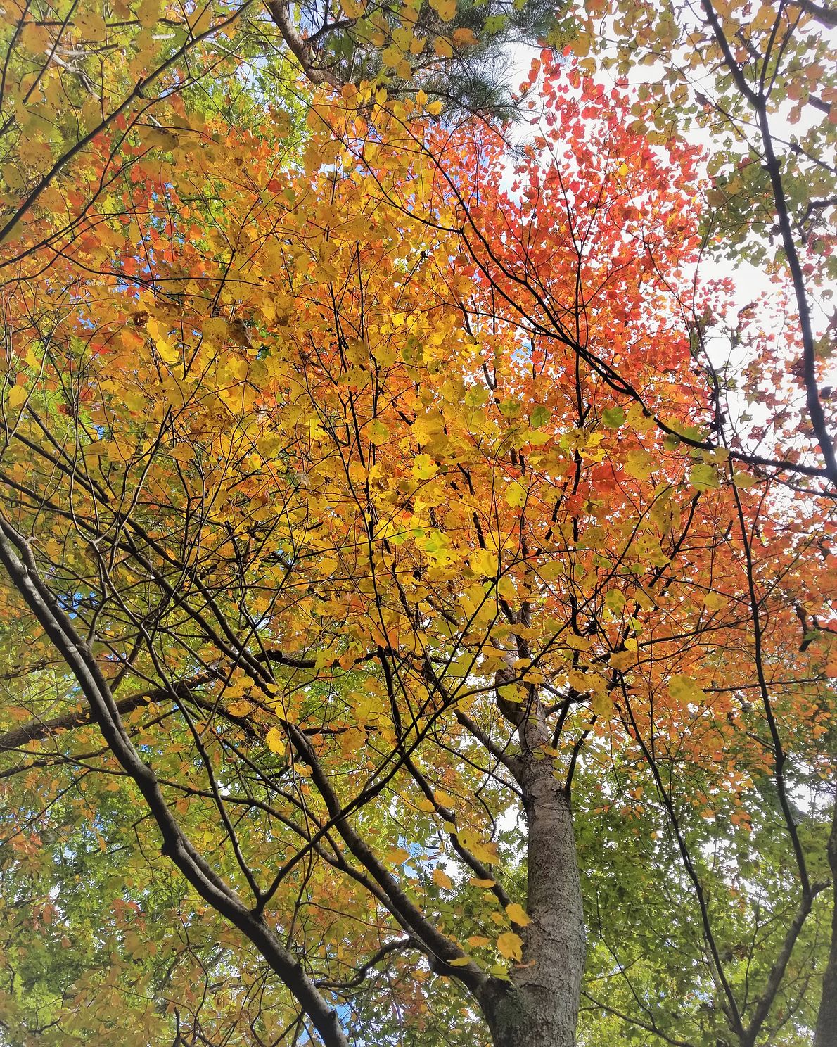 fall foliage