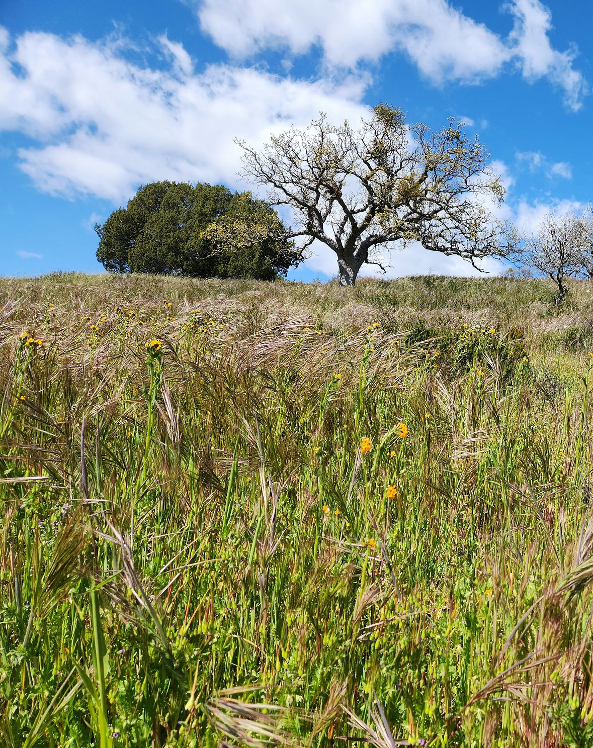 Pinnacles National Park