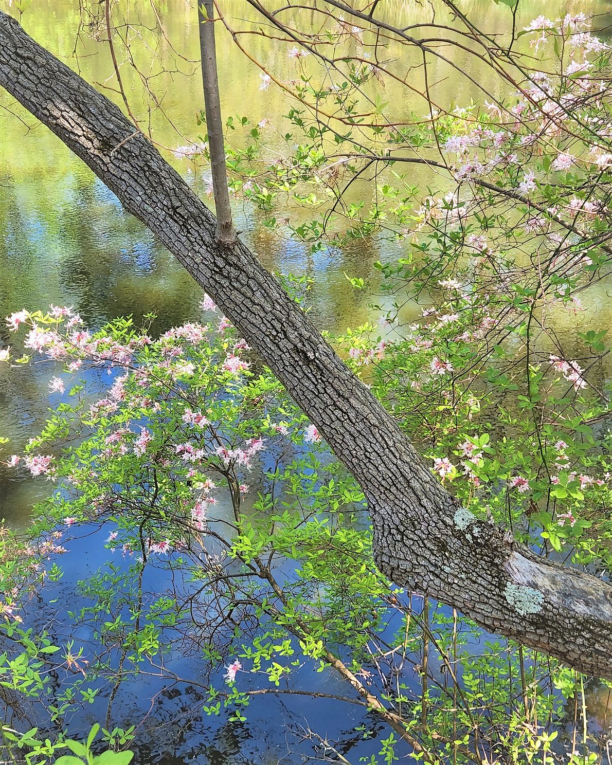 wild azalea