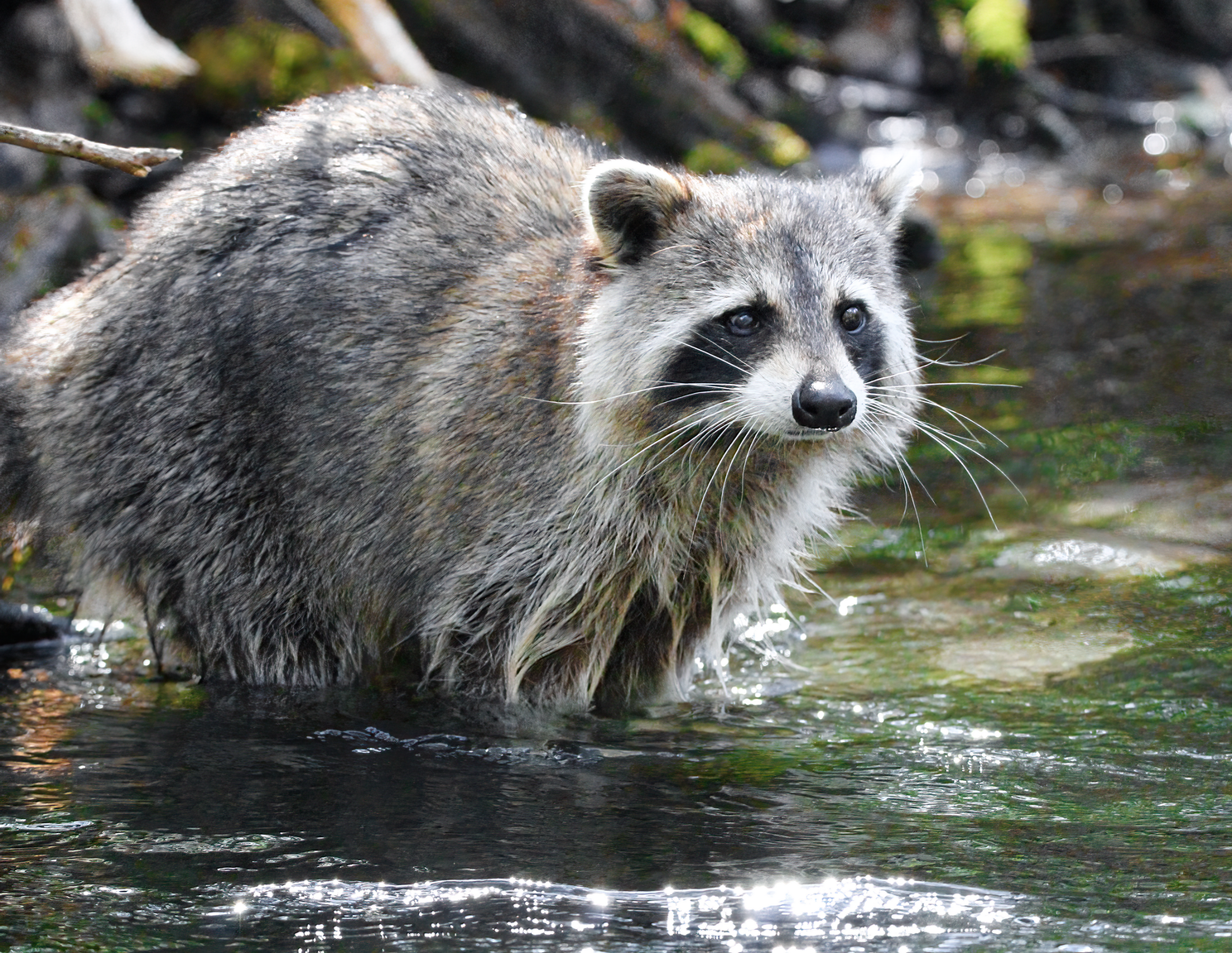 River Raccoon