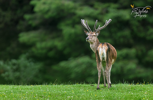 _G2A5446-Edit.jpg
