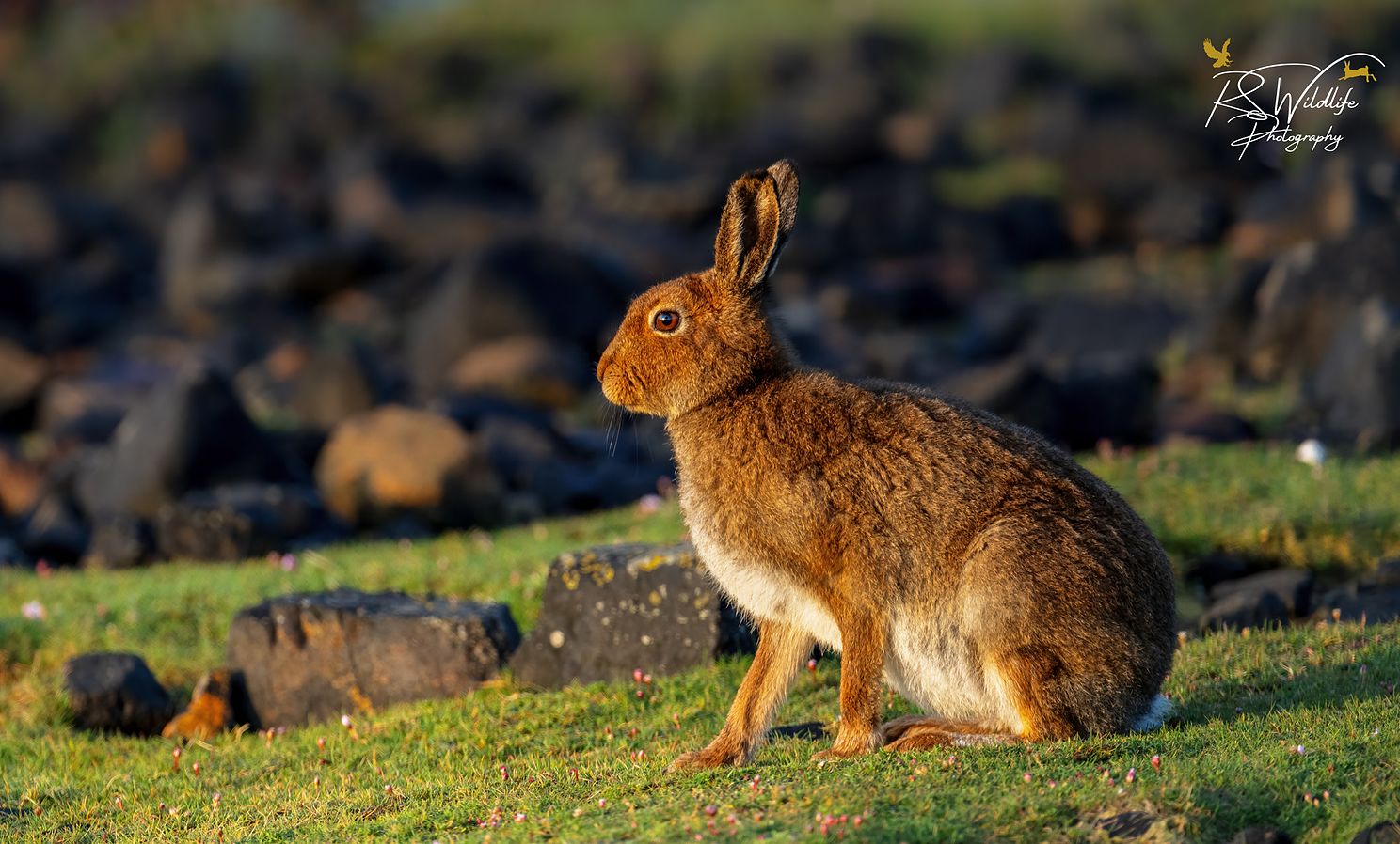 GAEditjpg