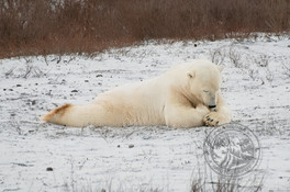 NPPolarBearsOfChurchilljpg