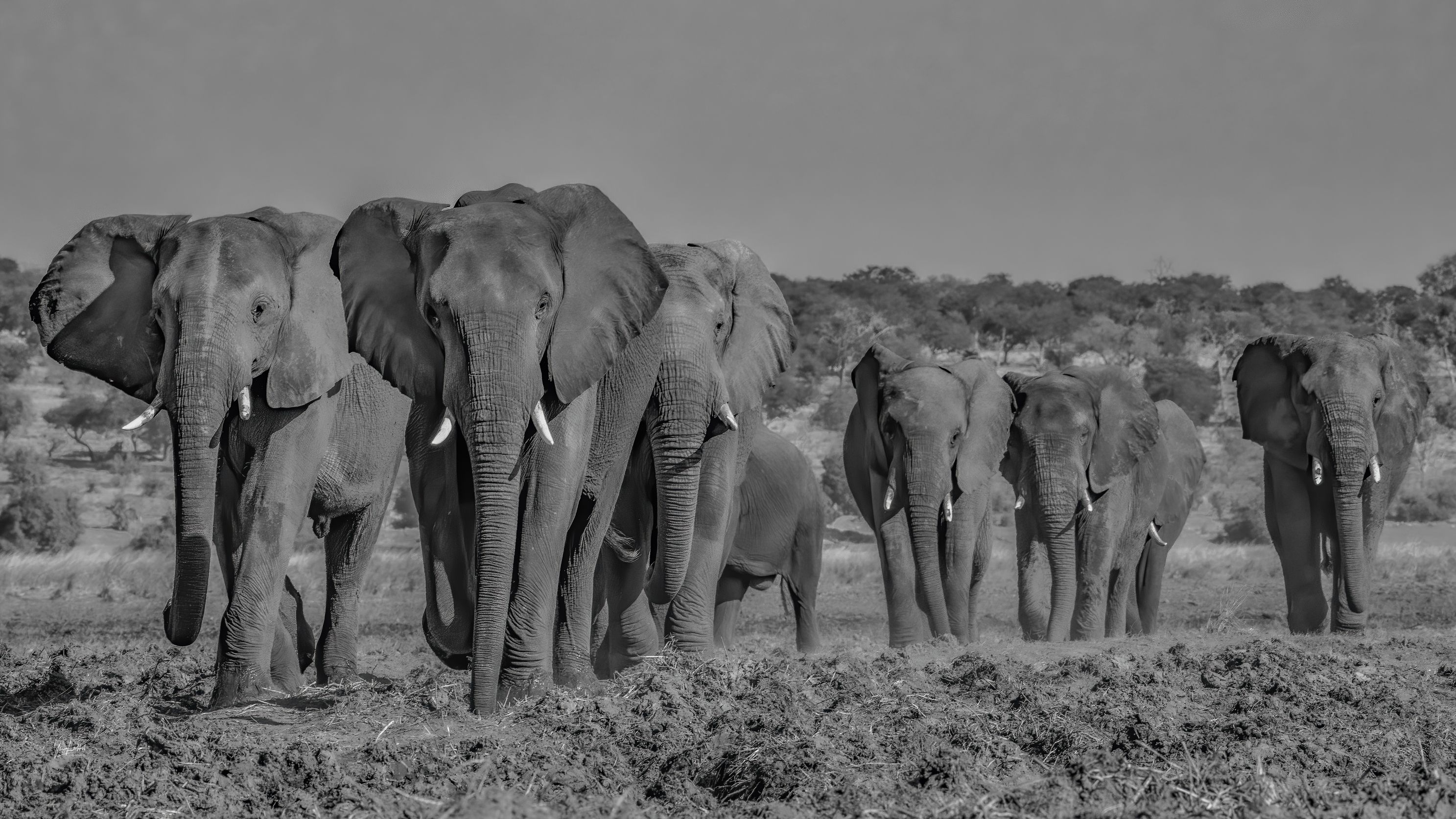 DSC_2697-4-Elephants.jpg