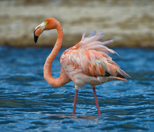 All Fluffed Up - American Flamingo