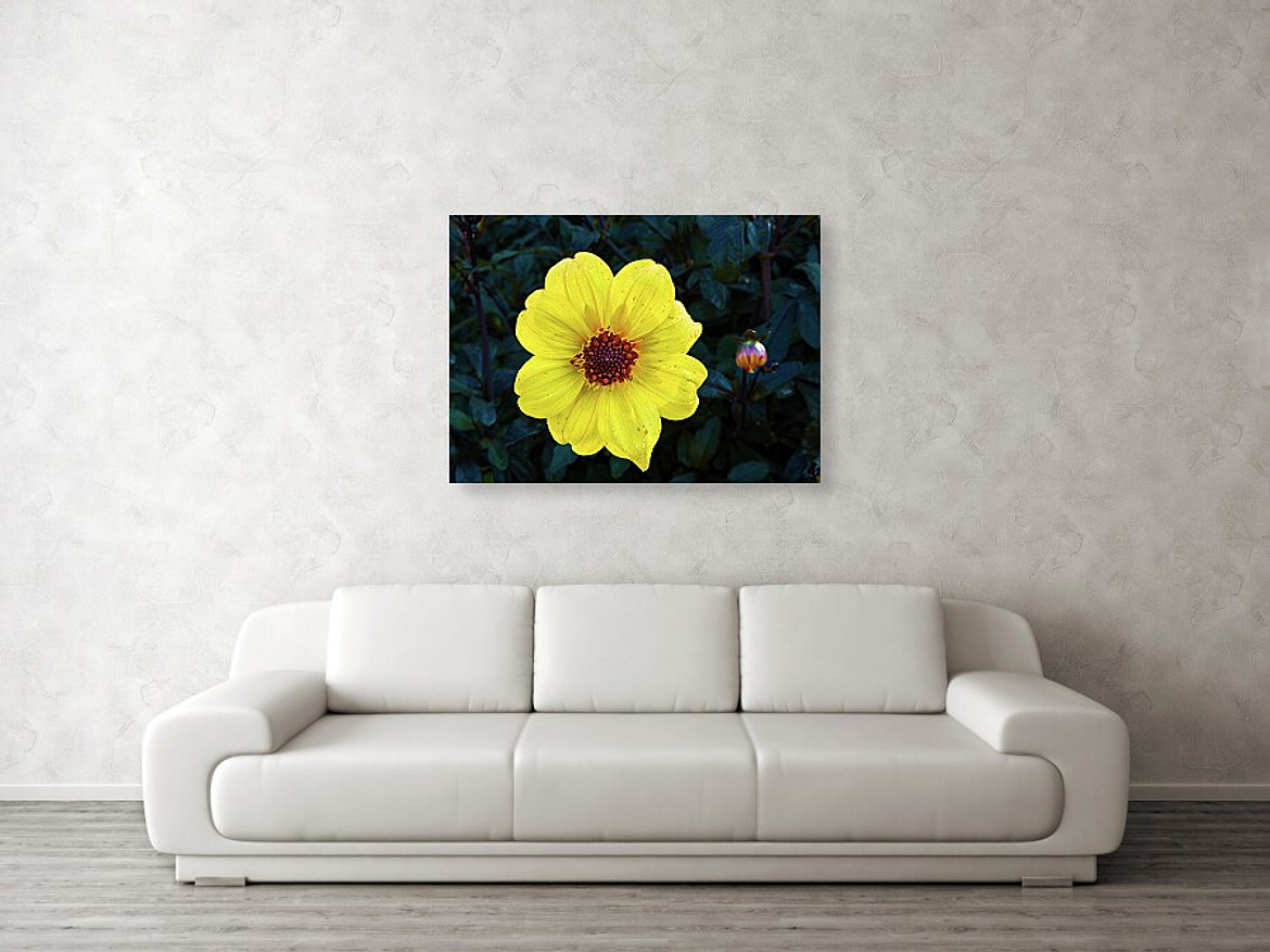 Yellow Dahlia and Bud - Living Room setting