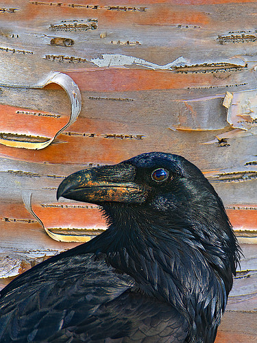 ravenorangebark3040.jpg