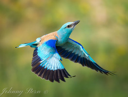 European roller in flight