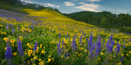 Hillside Spring