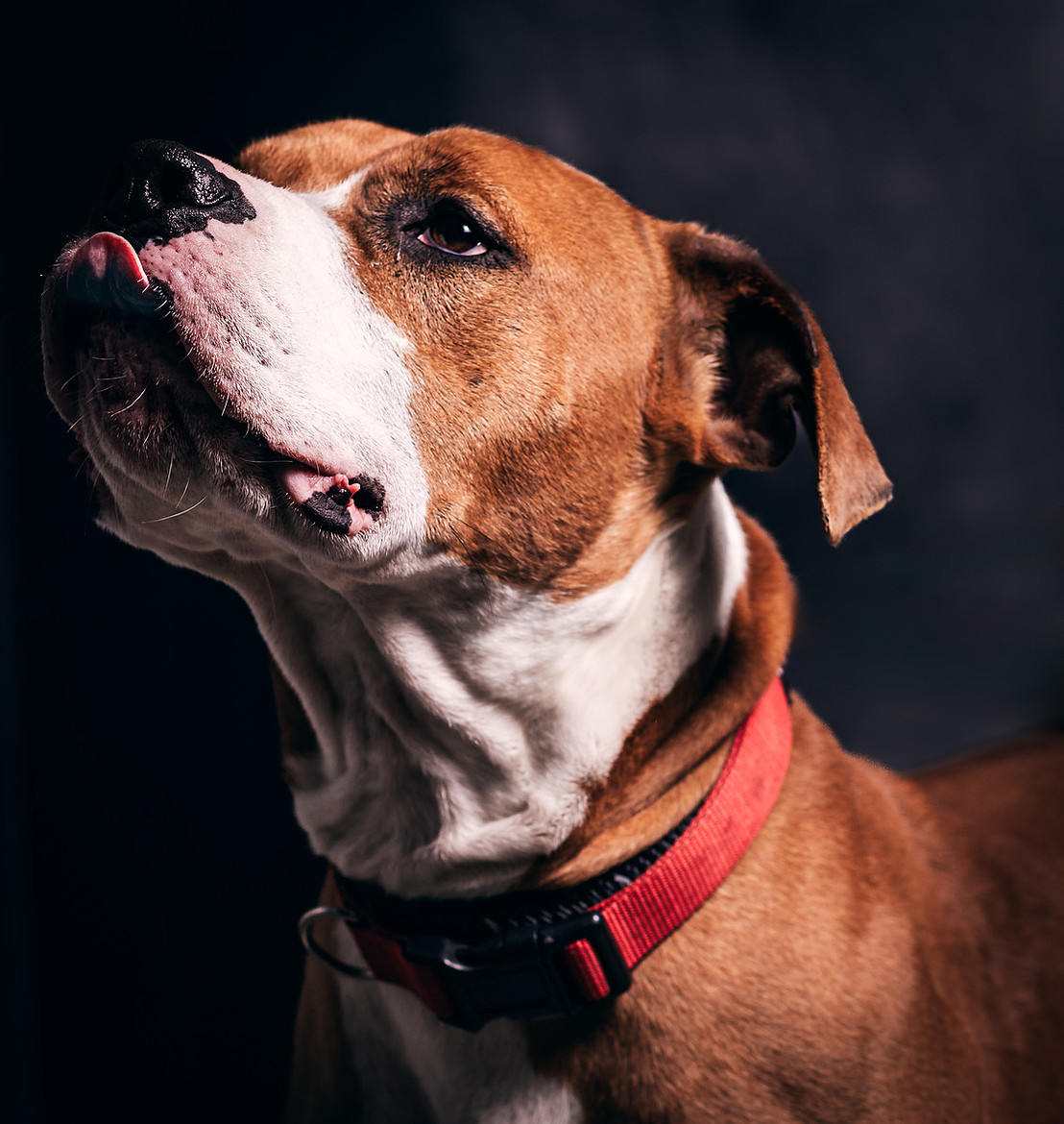 pet photography