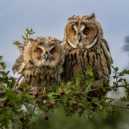 Two longeared owls