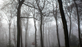 Trees in mist 