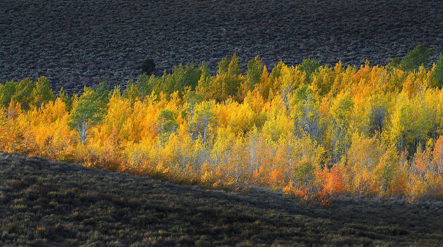 Steens Mountain Fall Colors