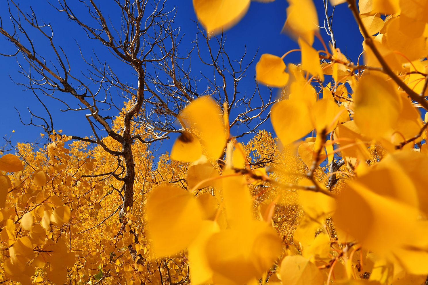 Steens Mountain Fall Colors