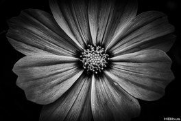 A79B4E21-D55A-4E1C-888D-323F4F04E504_1_105_c.jpg