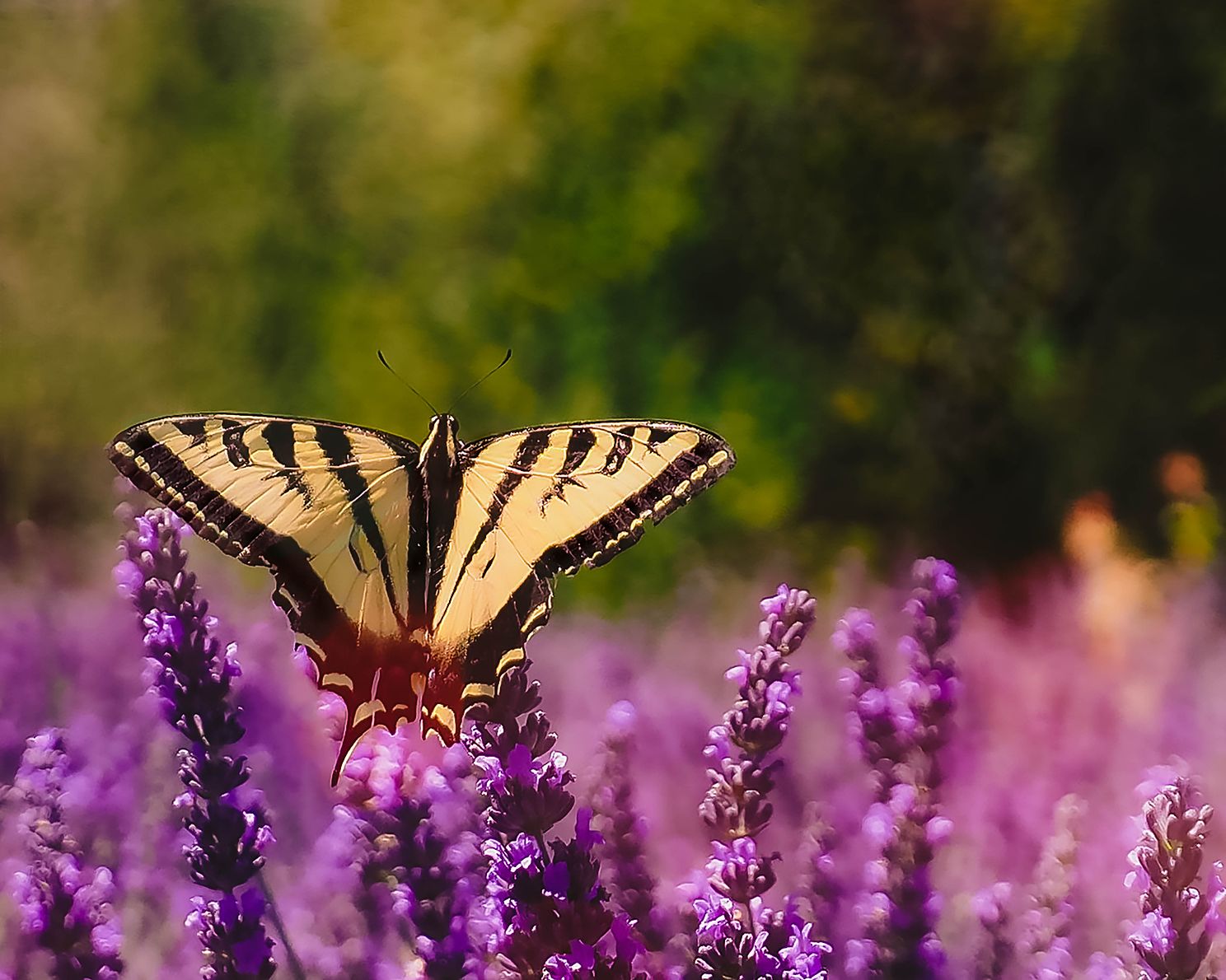 Lavender Fields