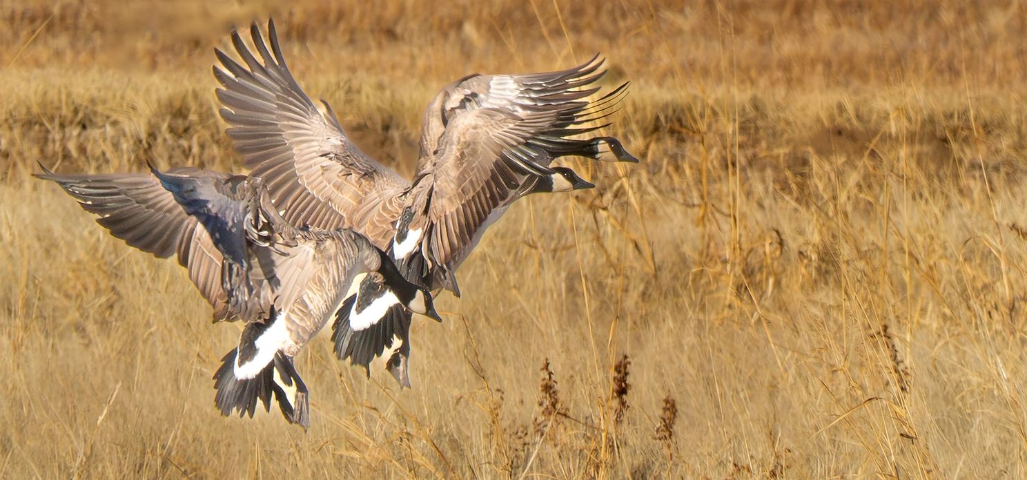 Three apparently tangled geese landing in harvested field at Bosque