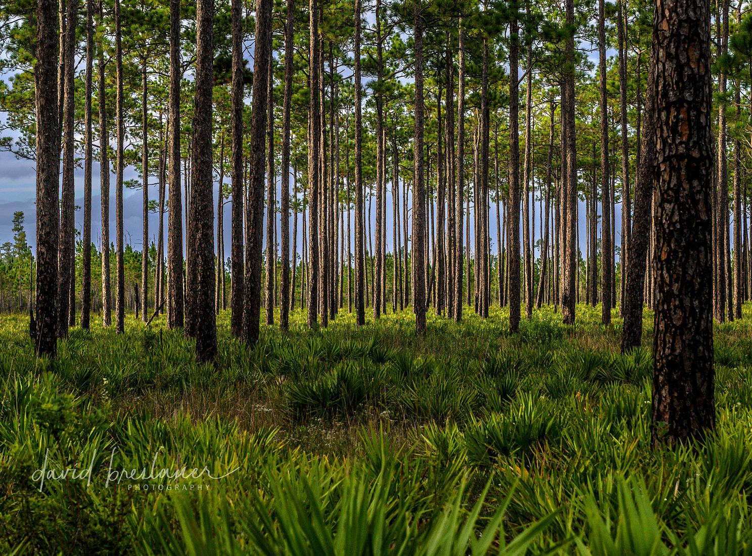 Okefenokee 9-15-24-17265.jpg