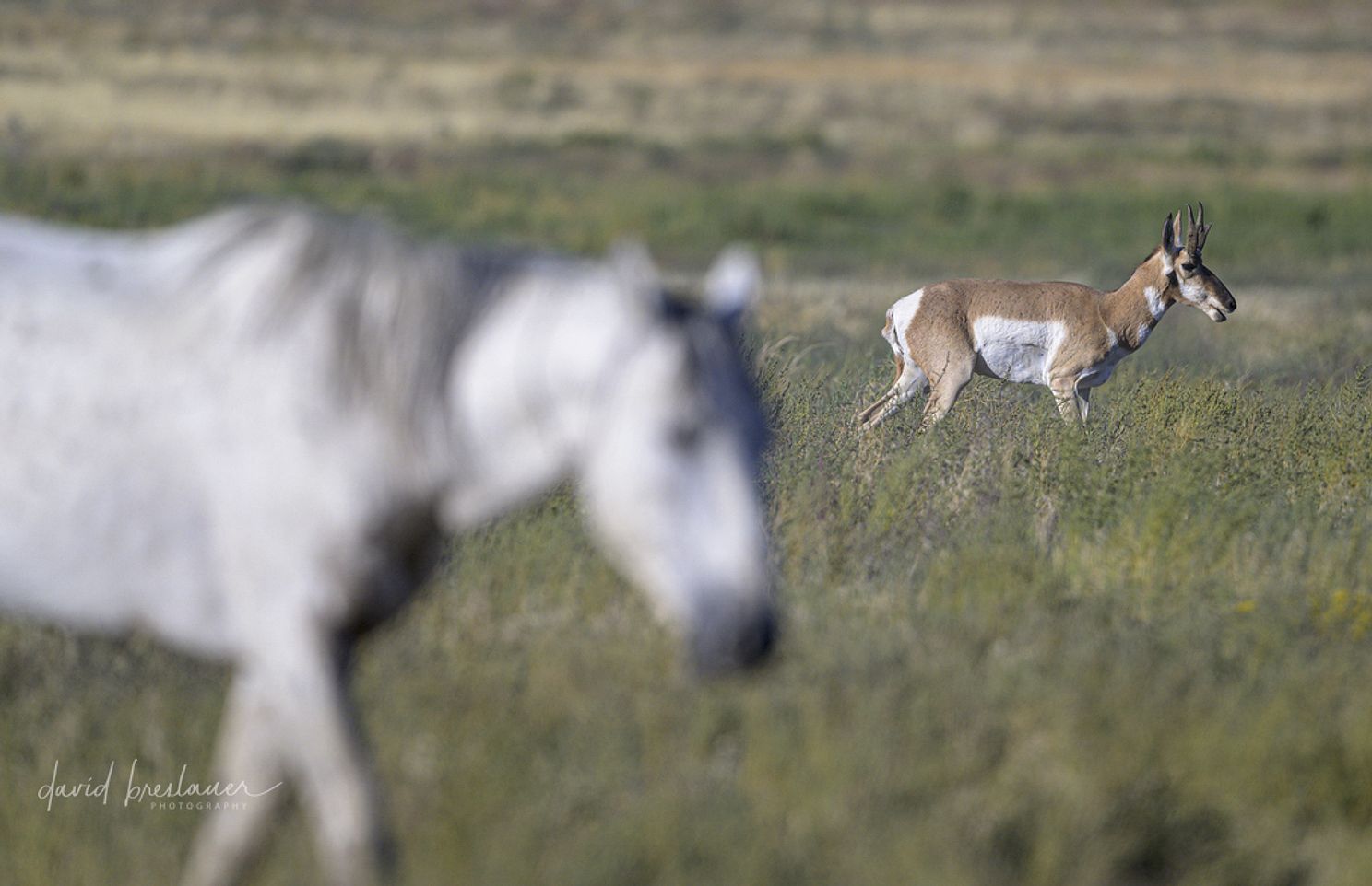 Onaqui Horses_9-7-23- 153343.jpg