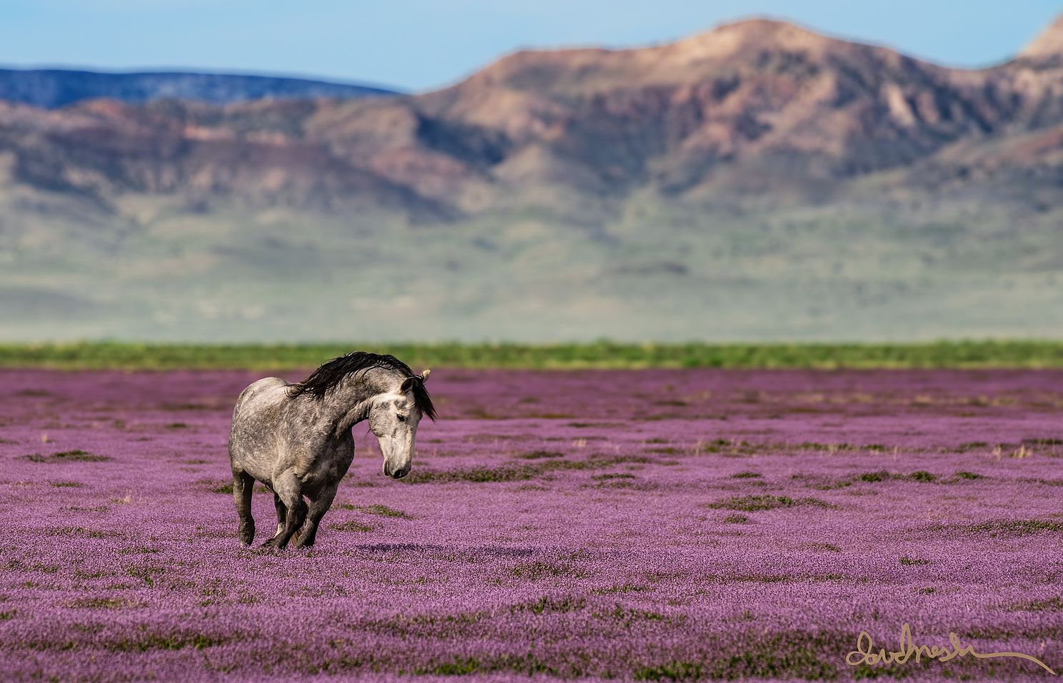 dgb_4-19-19_Wild Horses_17565-Edit-Edit-Edit-Edit-2A.jpg