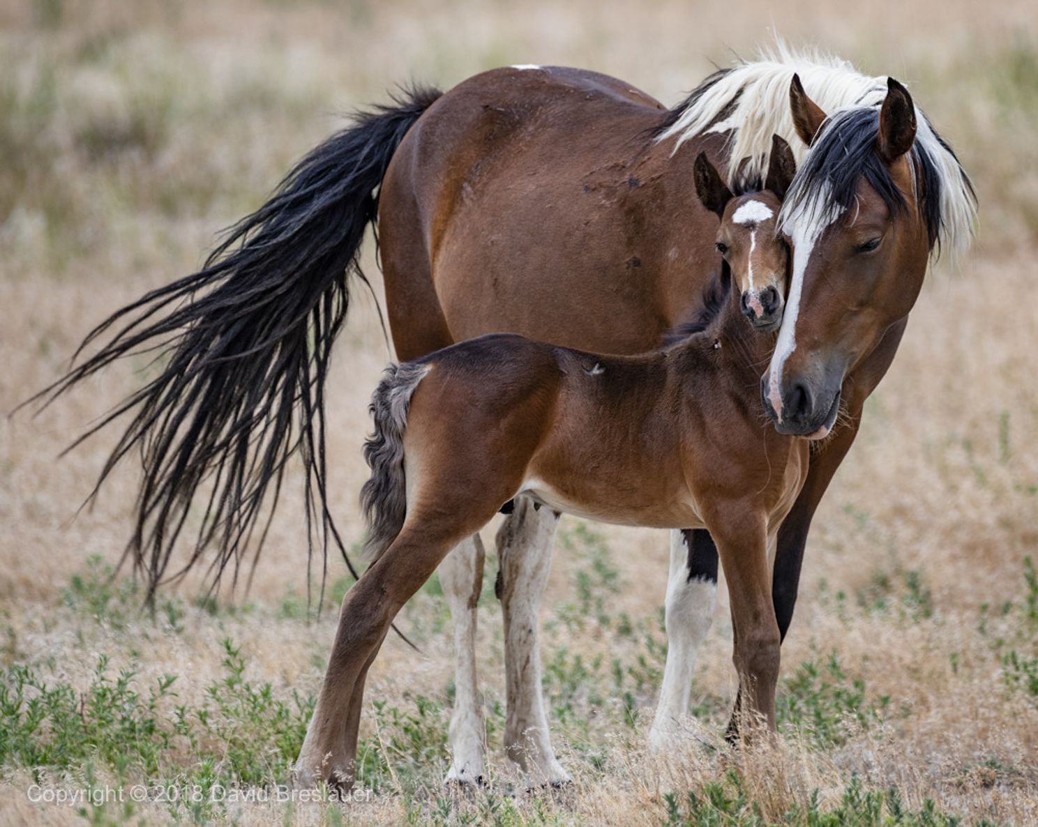 dgb_7-14-18_Utah Wild Horses_15552.jpg