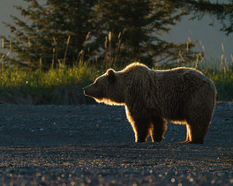 Coastal Brown Bear Silhouette II